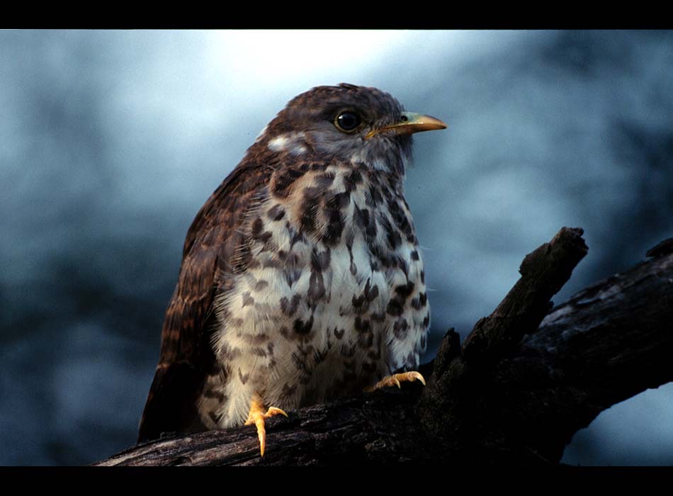 common hawk cuckoo